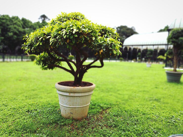 Albero vicino pianta verde sul prato 1048944 28693314