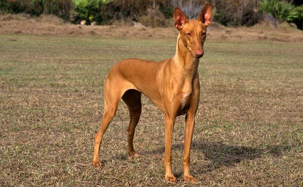 come sono i cani più costosi del mondo