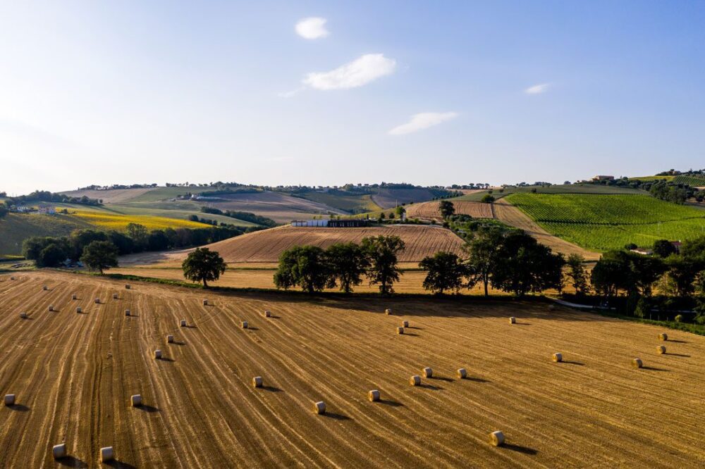 Pasta Dall'Italia