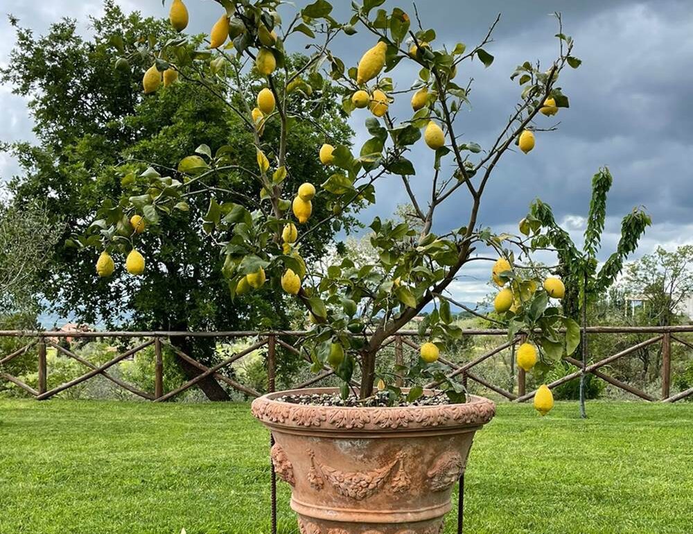 Quali vasi da fiori scegliere per il giardino?