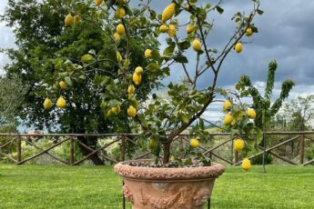 Quali vasi da fiori scegliere per il giardino?