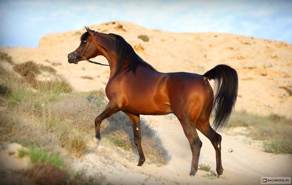 Il più caro cavallo arabo Wadee Al Shaqab