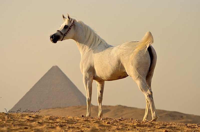 Cavallo Arabo Bianco Nel Deserto