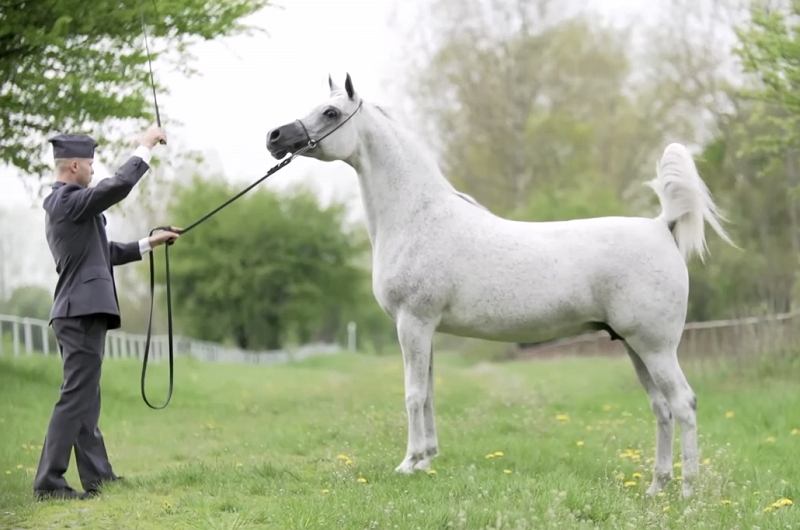 Cavallo Arabo Bianco