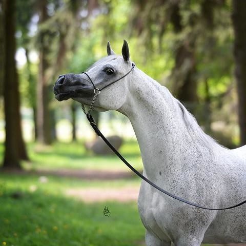 Cavallo arabo