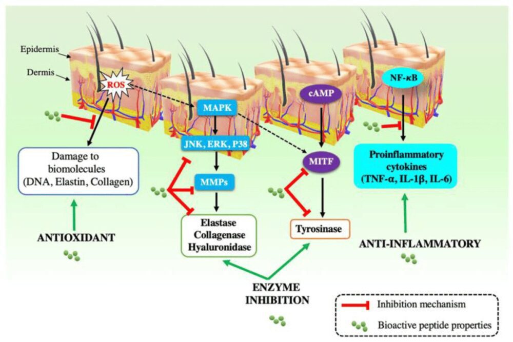 Azione dei peptidi