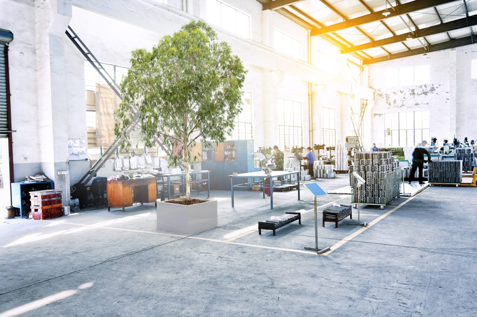 Come stabilizzare le piante