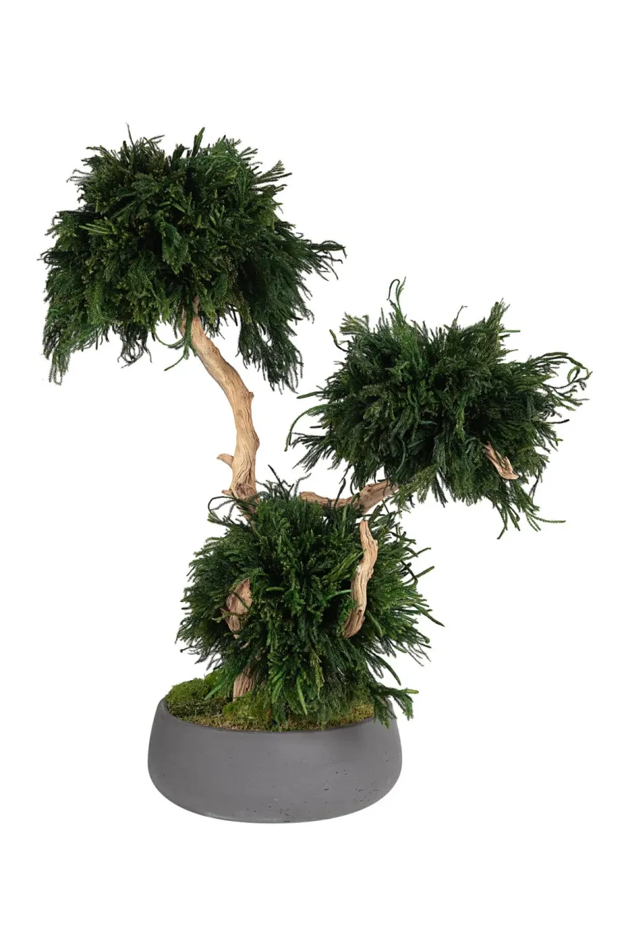 In cosa consiste la stabilizzazione delle piante