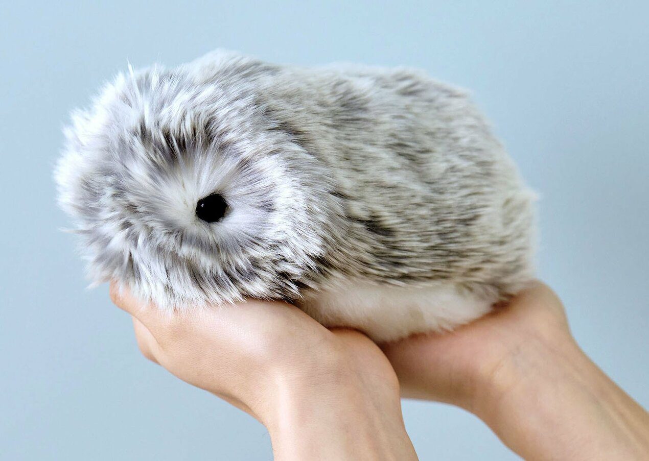 Moflin Si Può Acquistare in Polonia