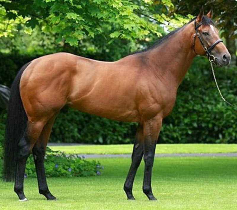 Temperamento del Purosangue Inglese