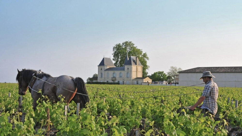 Vino Chateau Margaux Prezzo