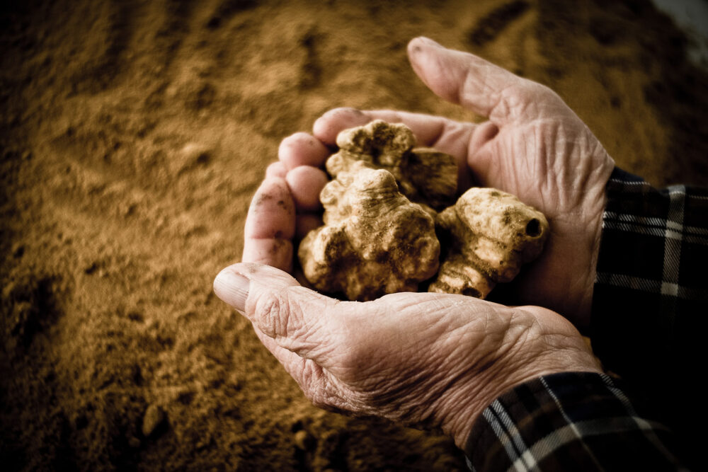Quanto Costano i Tartufo