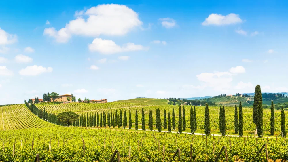 Quali Sono le Famose Regioni Vinicole