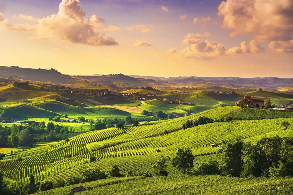 Panorama al tramonto dei vigneti delle Langhe, Barolo, Piemonte, Italia Europa