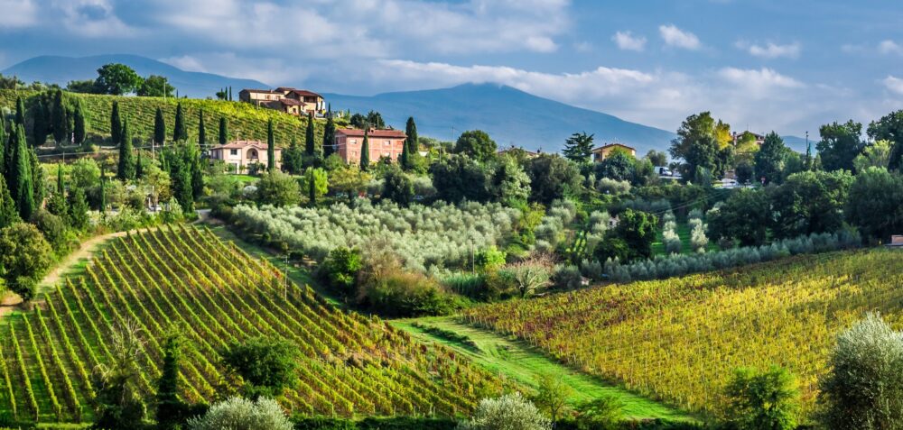 Le Migliori Regioni Vinicole