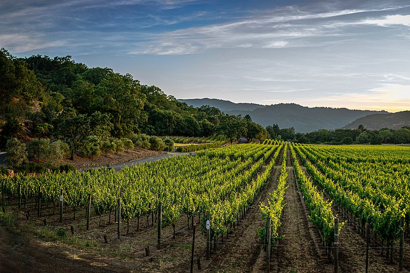 Vini Francesi